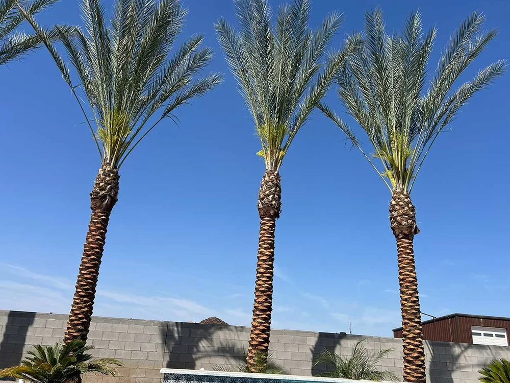 Date Palms