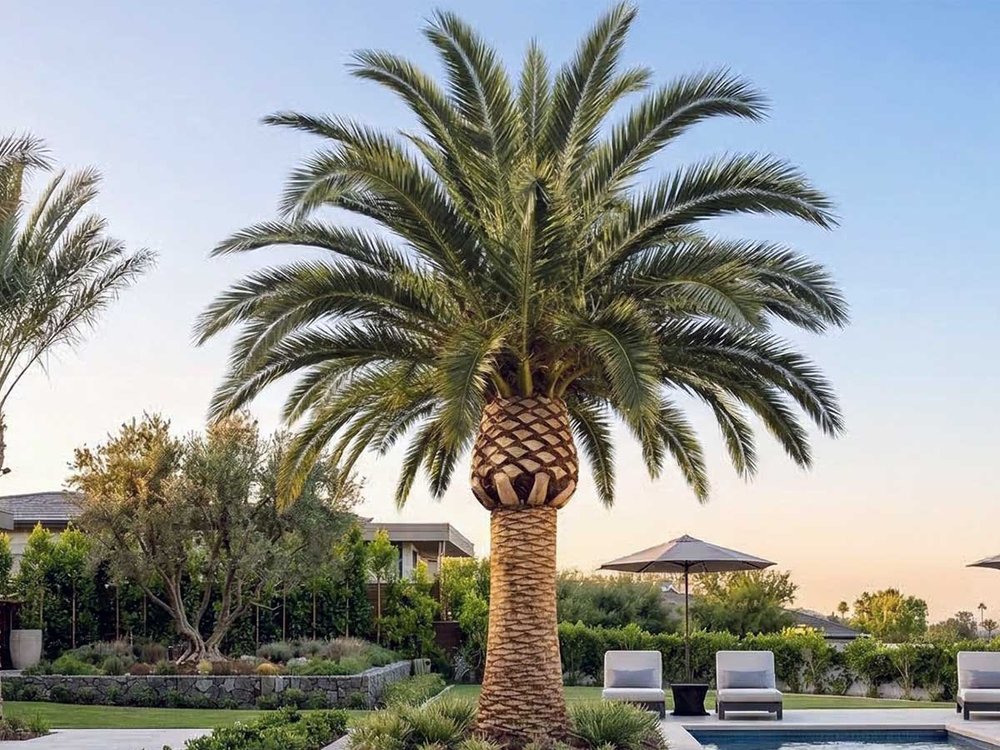 Canary palm