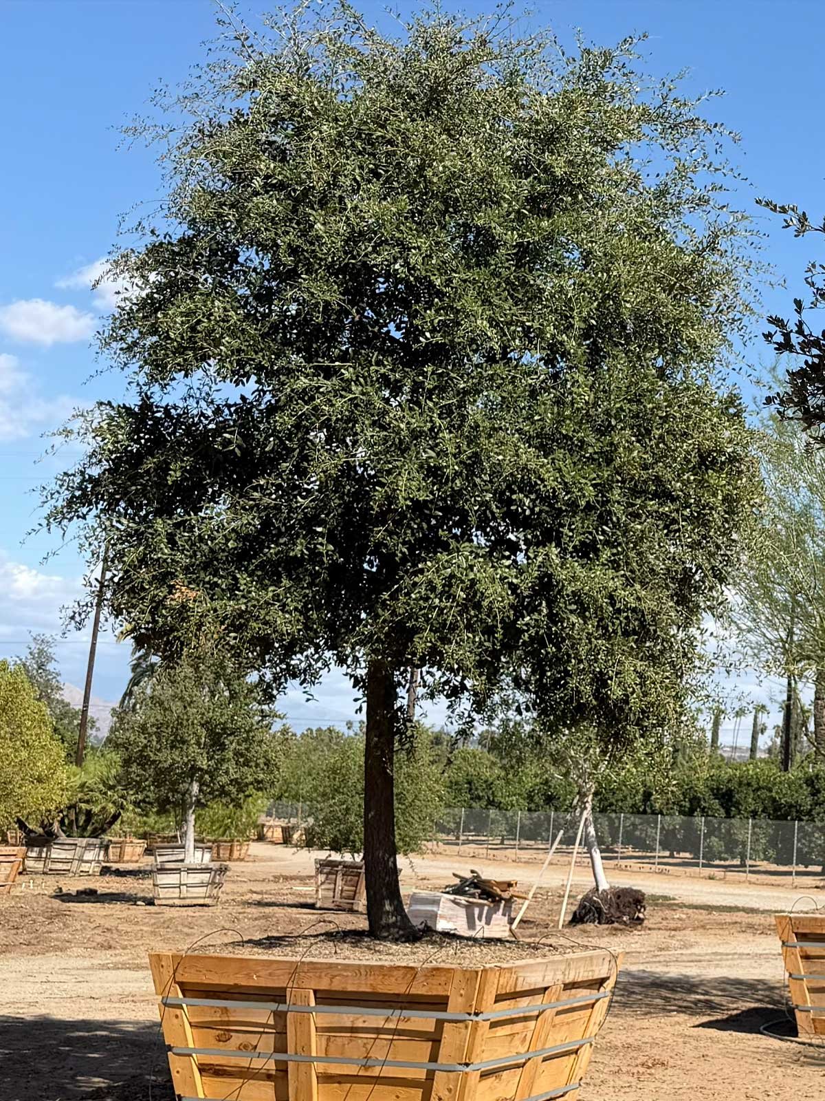 Oak Trees