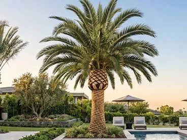 Canary palm
