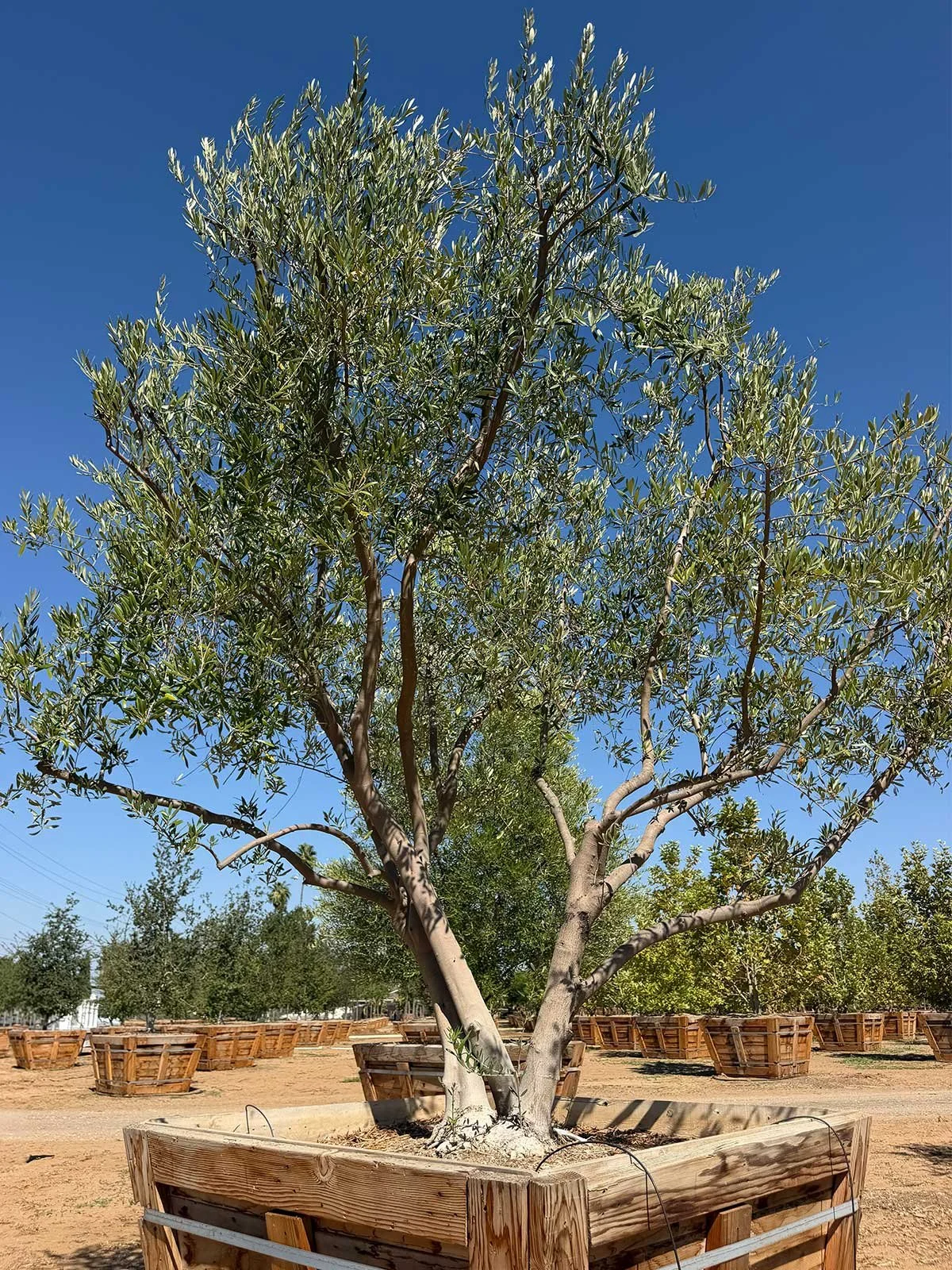 Fruitless Olive Trees
