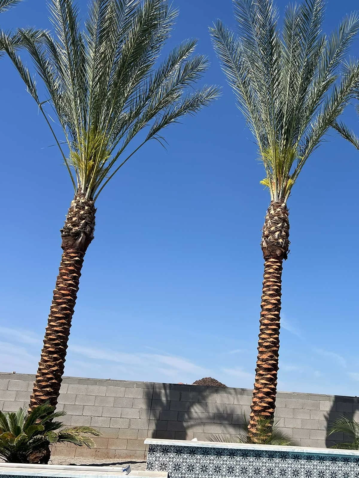 Date Palms