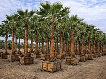 Washingtonia Fan Palms