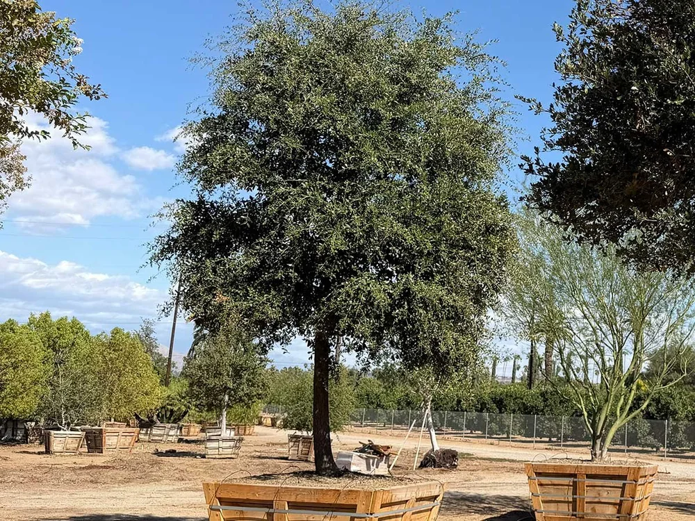 oak trees 1