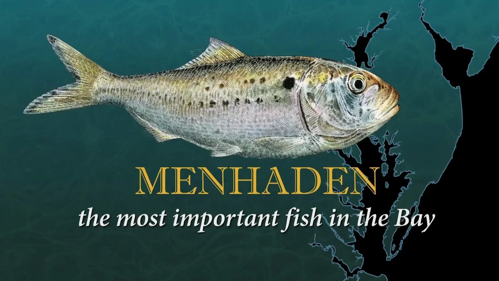 Title card: an illustrated menhaden fish over a map of the Chesapeake Bay