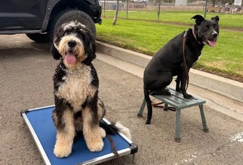 Dogs on cots at the park in Oceanside during Cosmo K9 Obedience Training