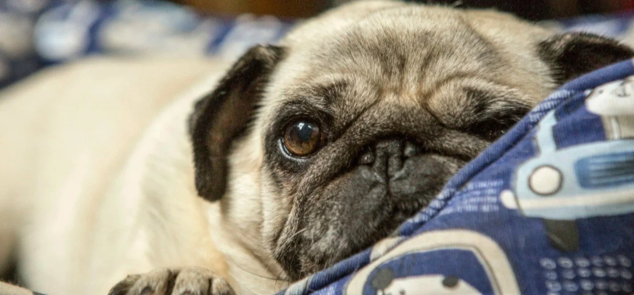 Dog resting comfortably during boarding