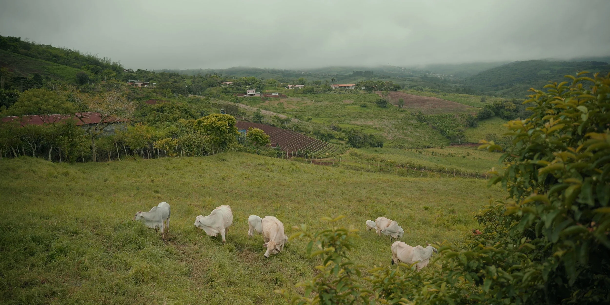 A Collection of Moments: Costa Rica — film still 2