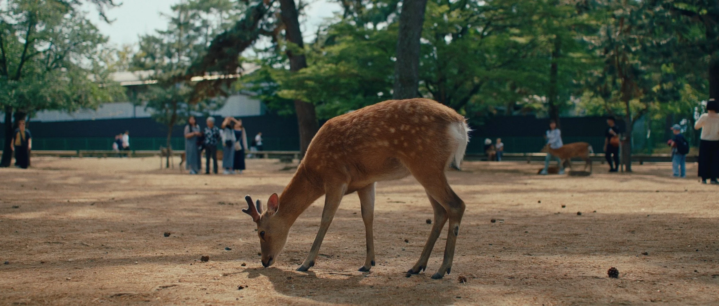 Kyoto — film still 2