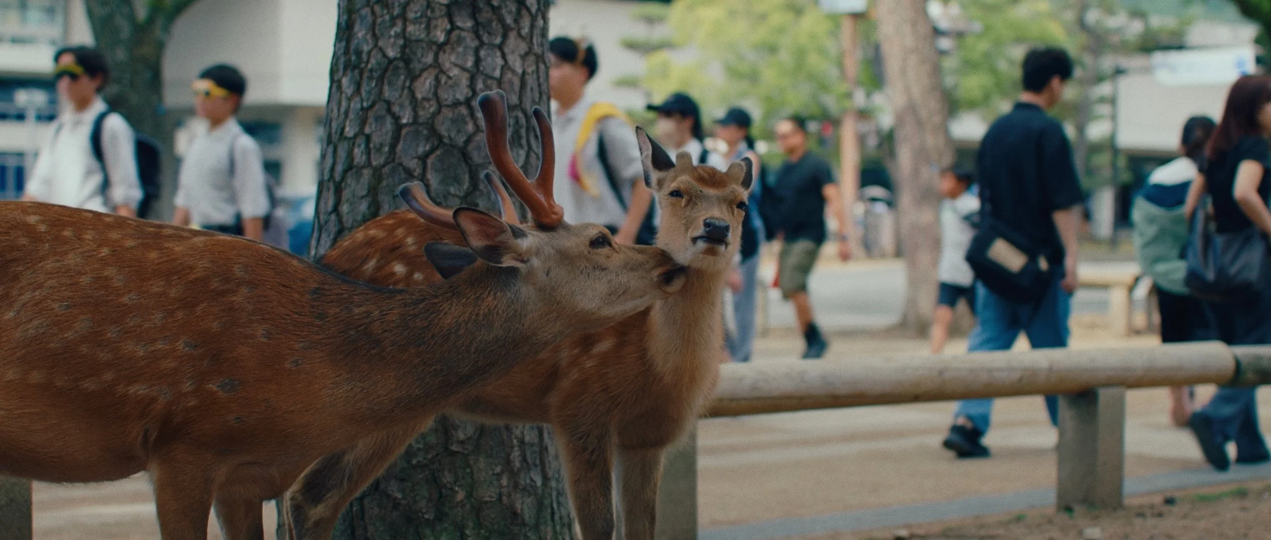 Kyoto — film still 13