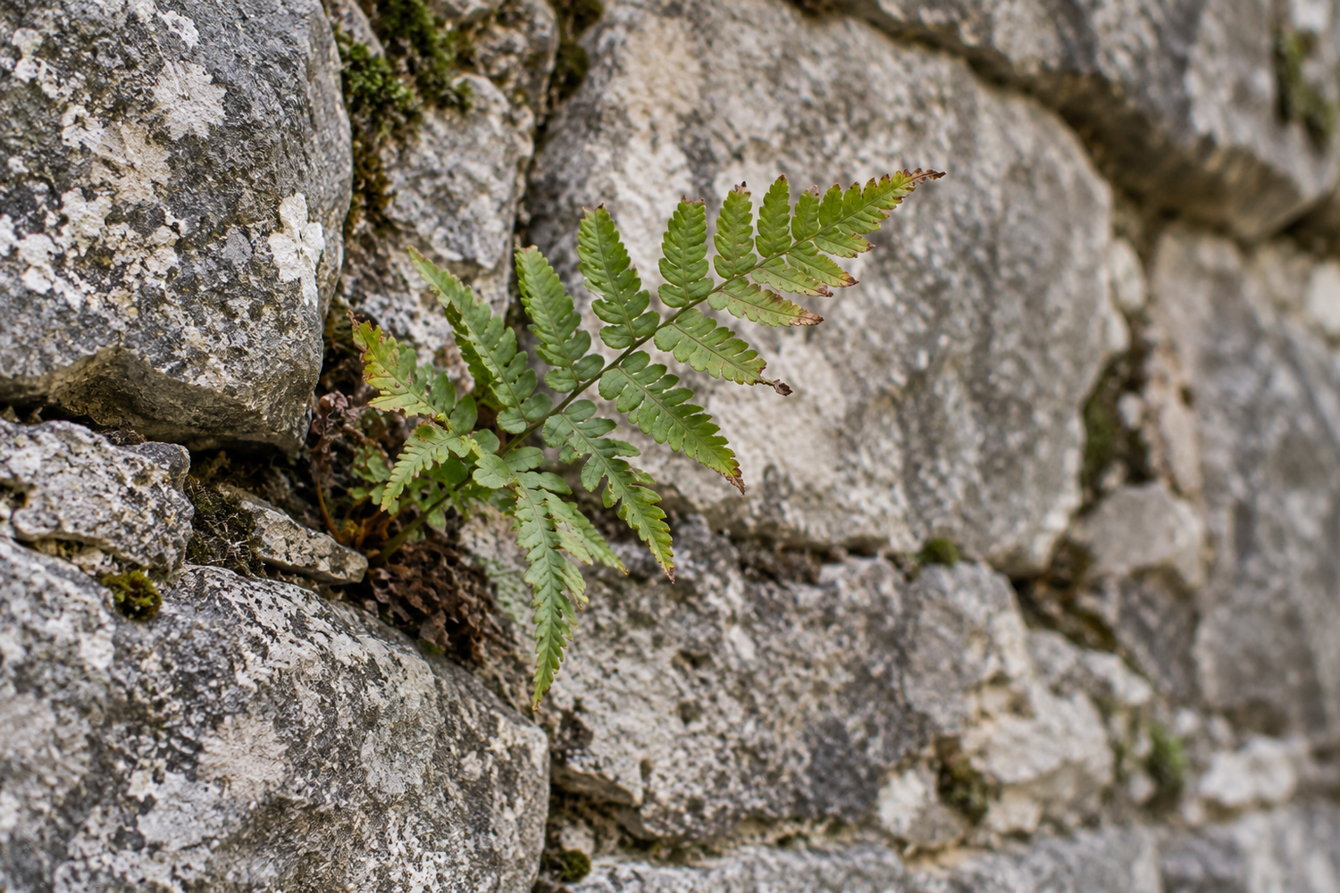 Illustrative fern detail with natural stone.