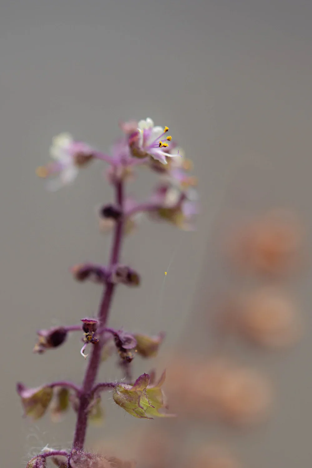 Tulsi, Holy Basil