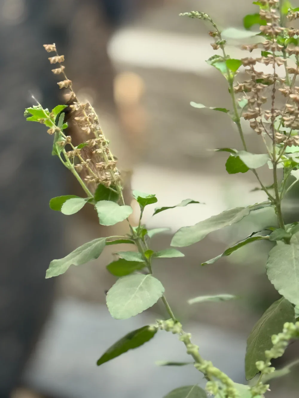Brahmi