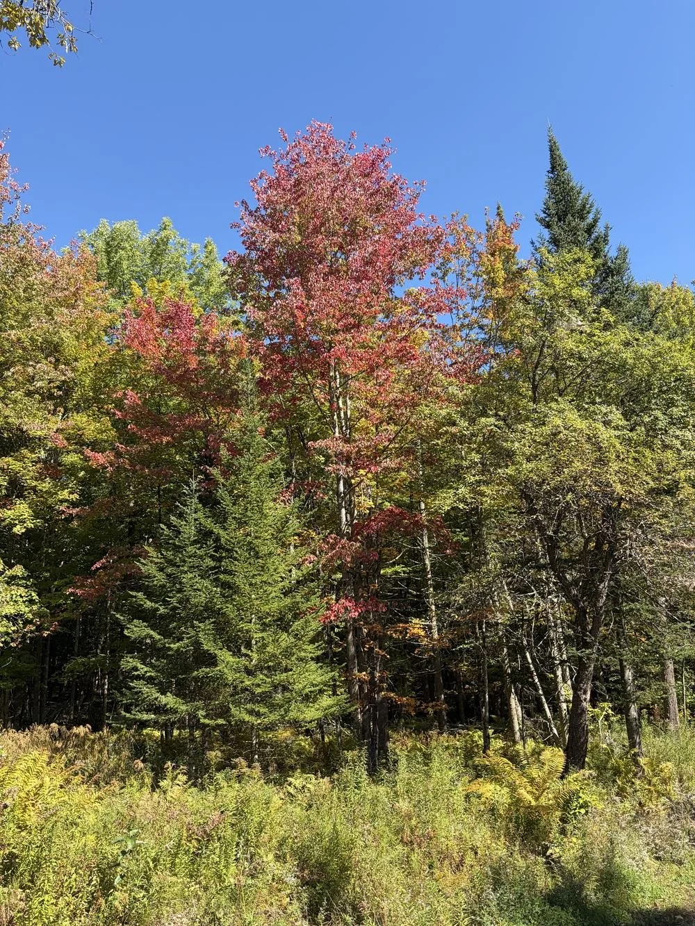 Érables rouges et conifères en automne près du chalet