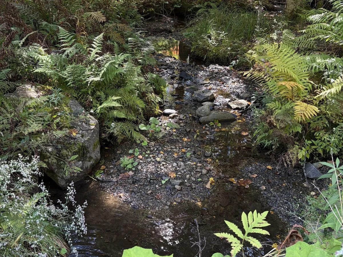 Ruisseau entouré de fougères dans la forêt