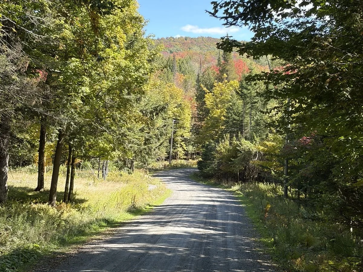 Chemin de gravier bordé d'arbres aux couleurs d'automne