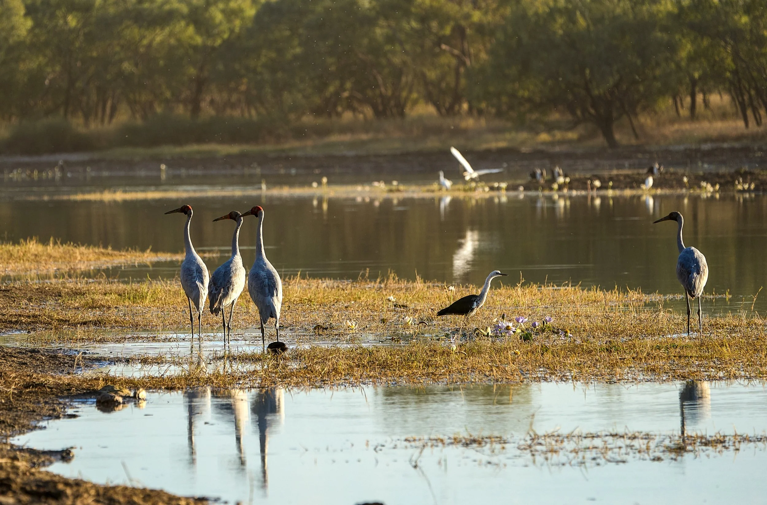 Golden light over a wetland with cranes