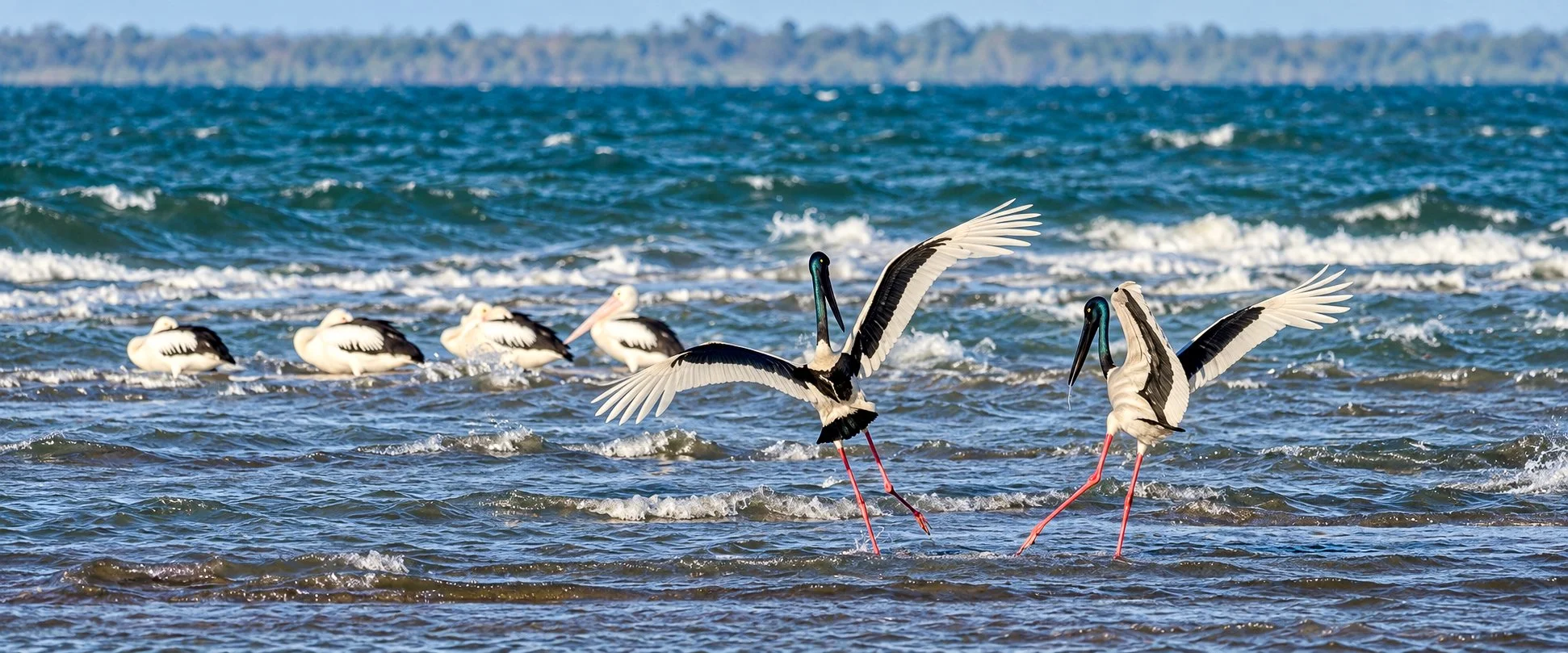 Storks spreading their wings in coastal shallows