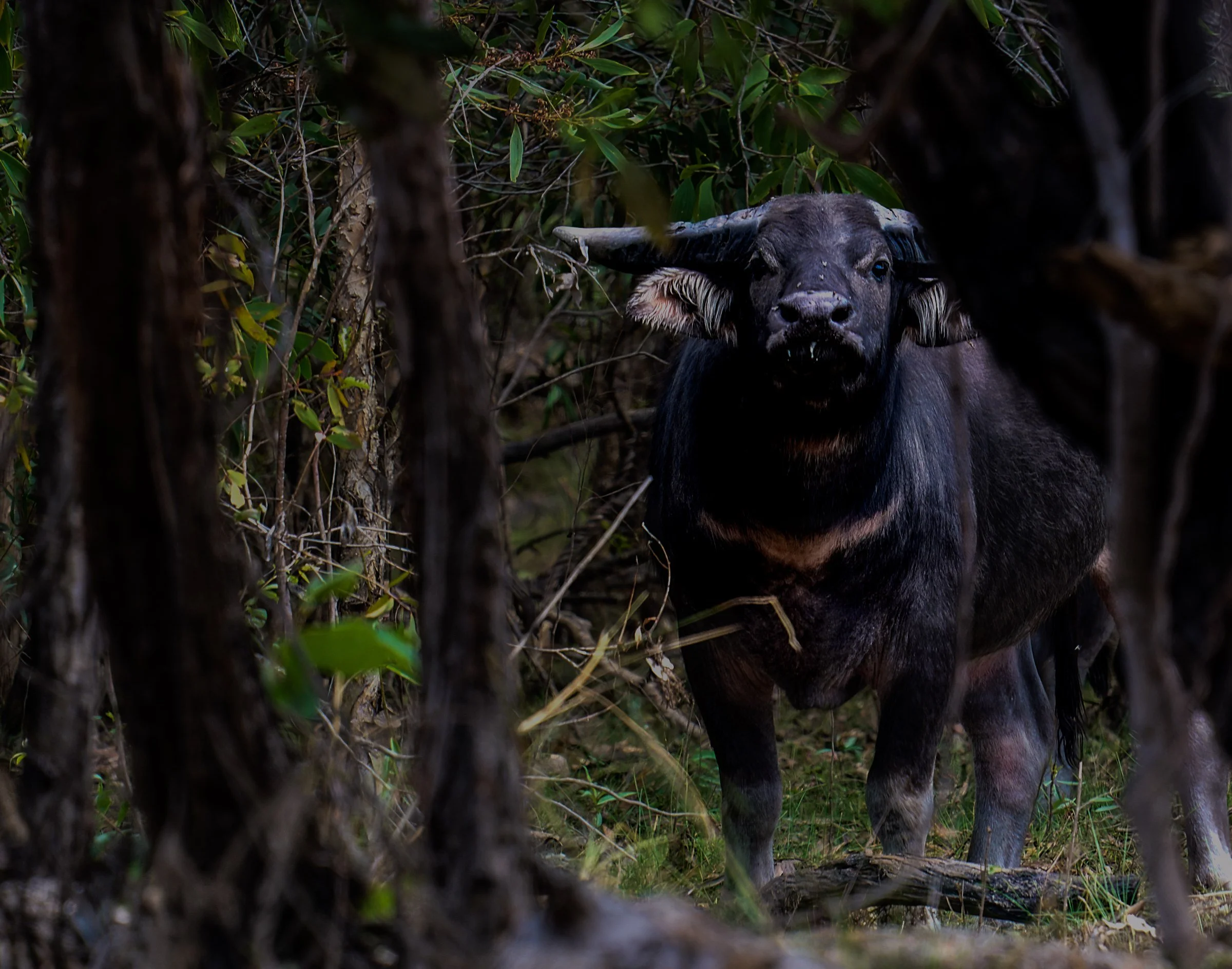 Buffalo among trees