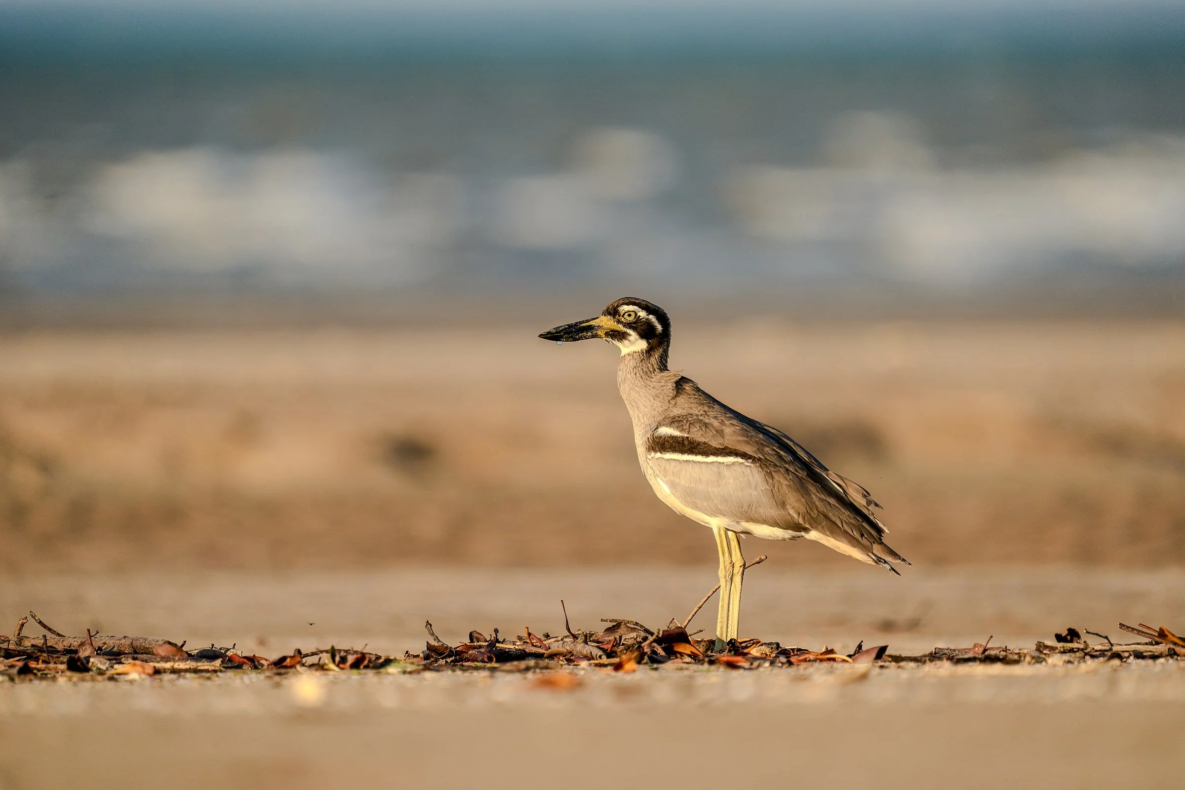Shorebird in soft golden light