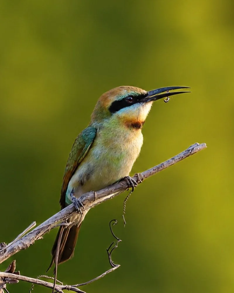 Bee-eater perched on a branch