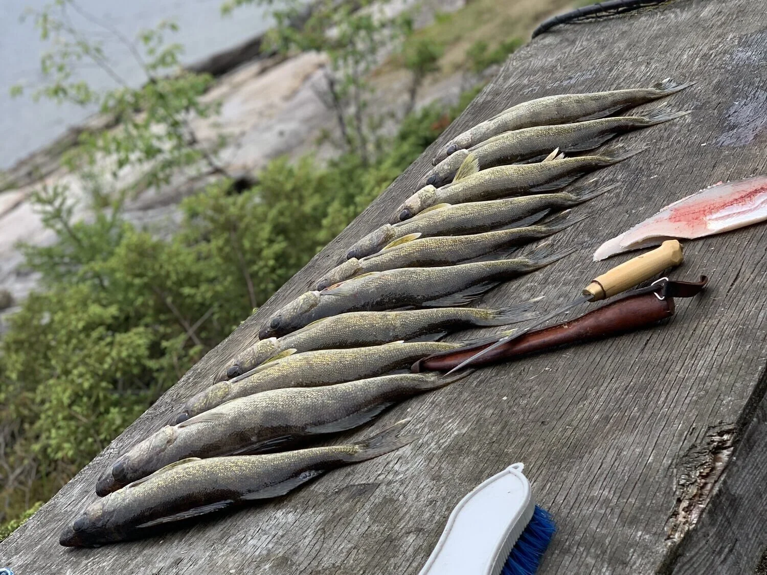 Walleye sitting on a large wooden cutting board