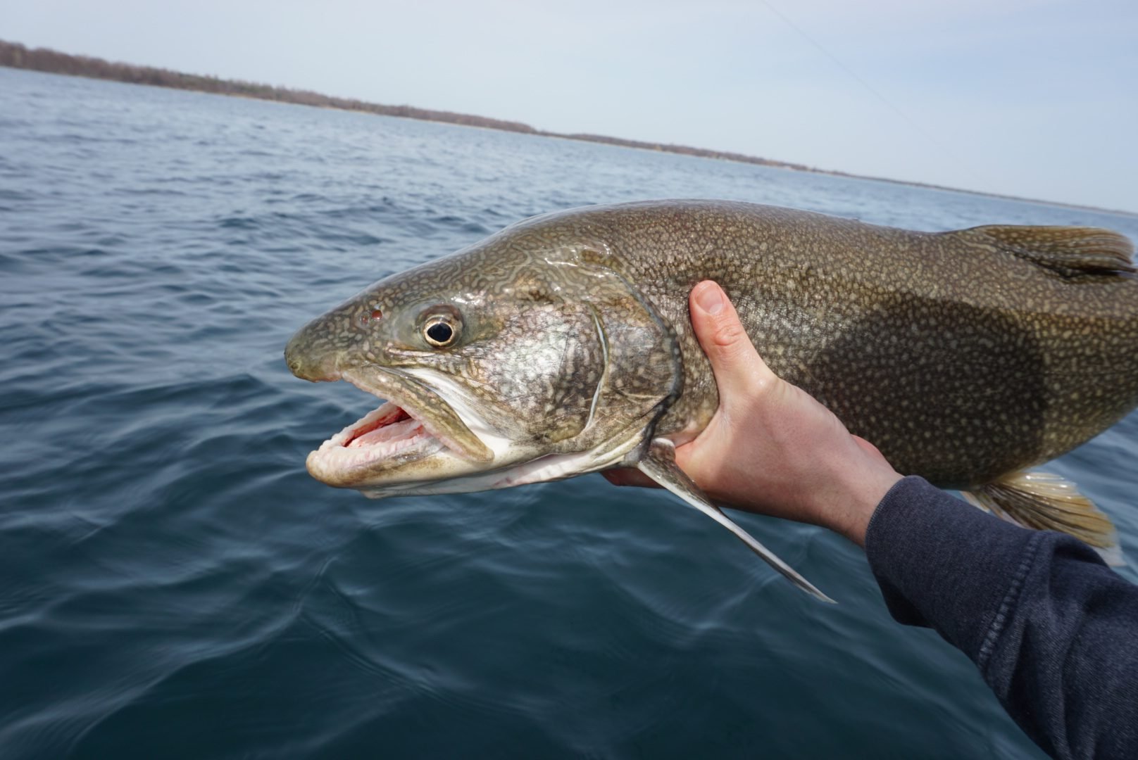 A Lake Trout caught on Lake Superior in Ontario