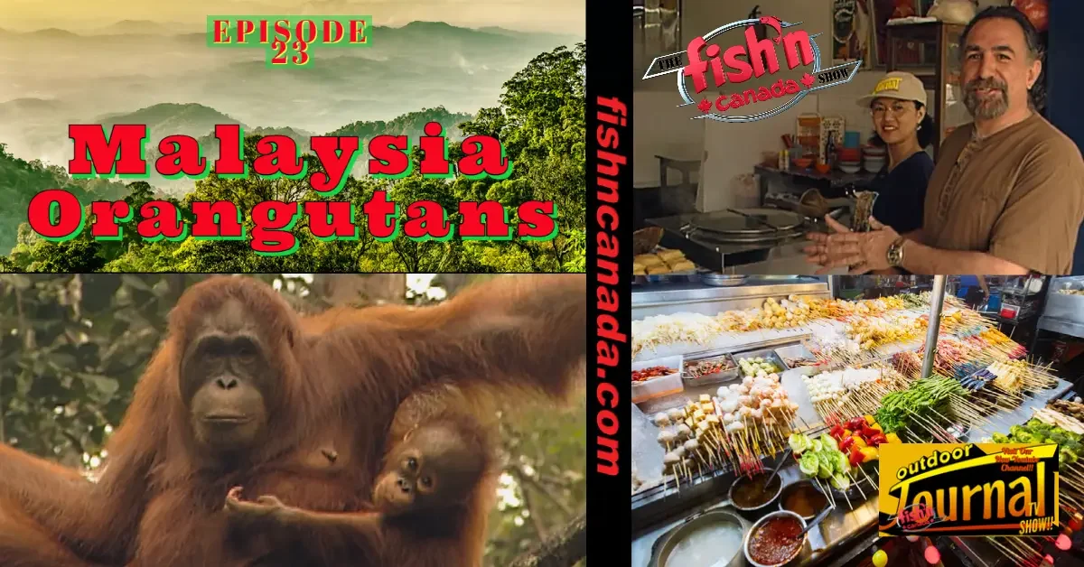 ODJ TV YouTube Channel Episode 23: Malaysia Orangutans