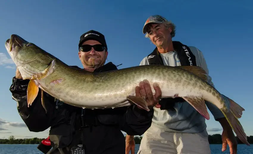 Guided by Muskie professional John Anderson of the Ottawa River Muskie Factory, Pete Bowman proudly displays one of those “hard to find” trophy Ottawa River Muskies.