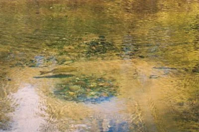 A male bass protecting its nest