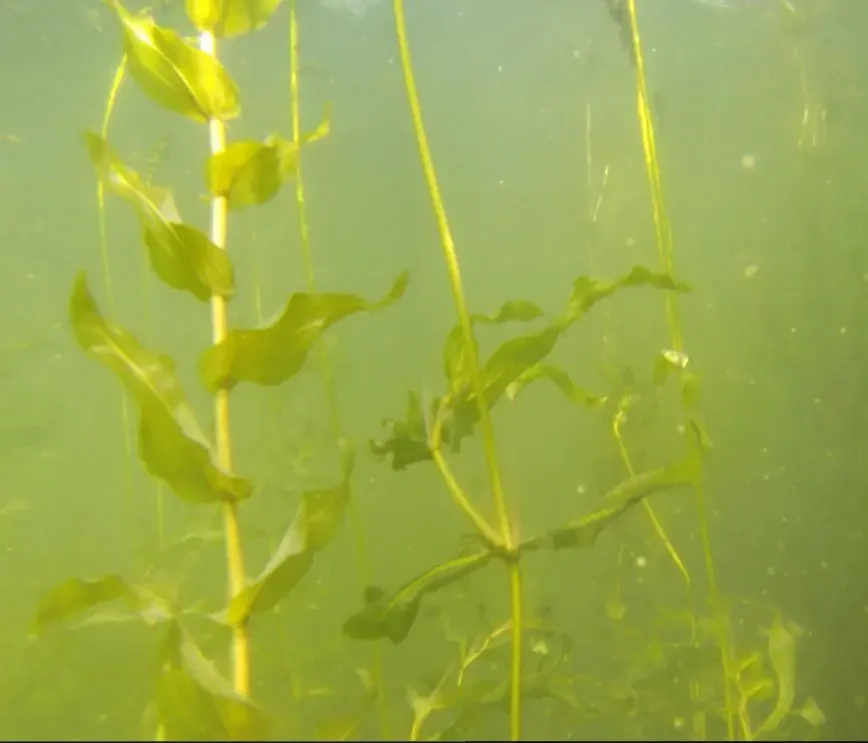 Cabbage Weed Underwater