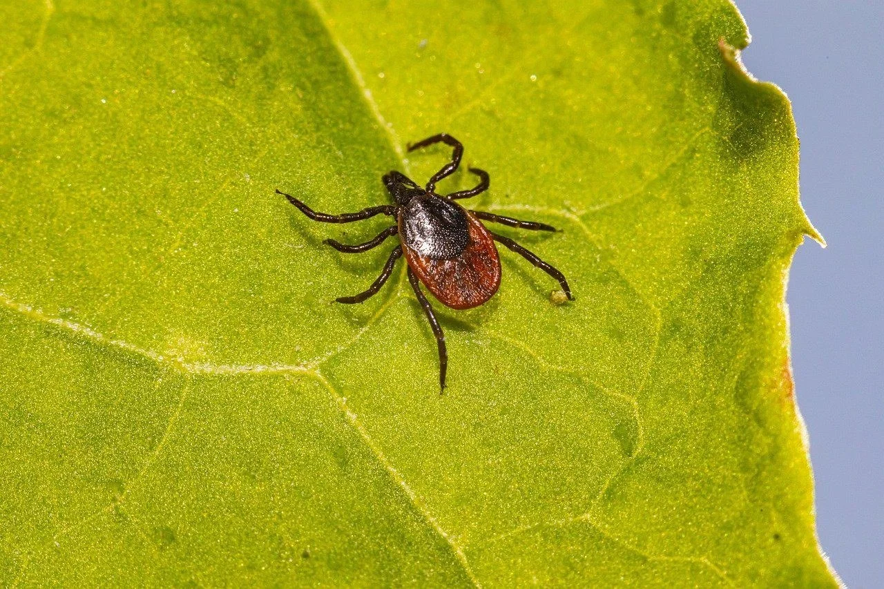 Deer Ticks Are Spreading Across Canada… Here’s Why