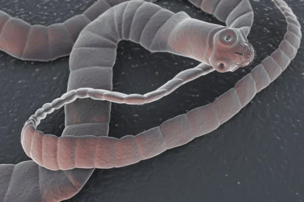 A close-up of a broad fish tapeworm