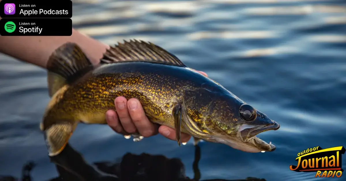 Lake Erie Walleye are in their Prime