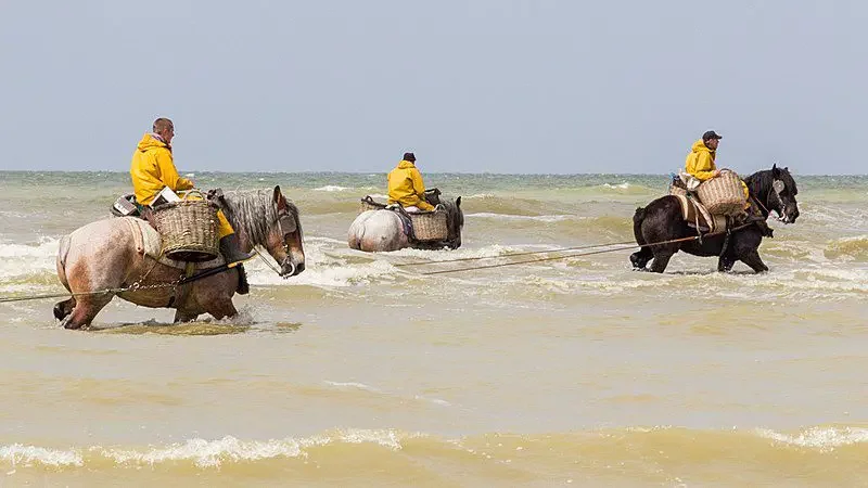 three anglers fishing from the backs of horses on a beach