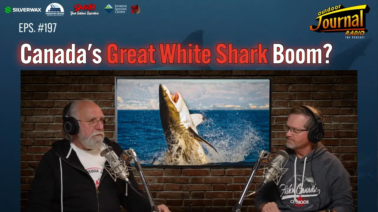 The Great White Shark Boom – What’s Happening in Atlantic Canada