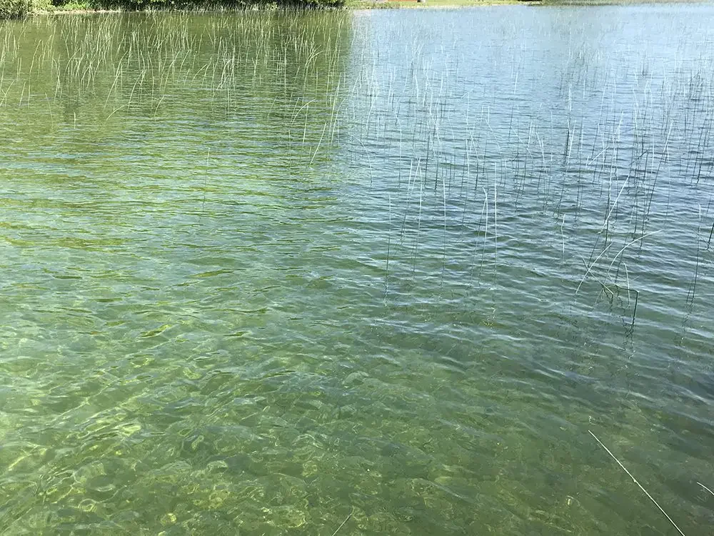 Lake Simcoe Pencil Reeds
