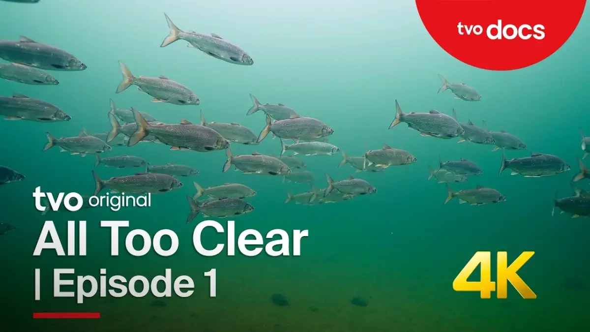 WATCH NOW: The Last Whitefish | Episode 1 | All Too Clear: Beneath the Surface of the Great Lakes |TVO Original