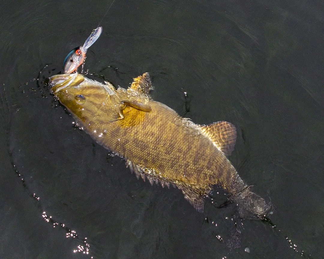 A fall smallmouth on a Yo-Zuri hardbait