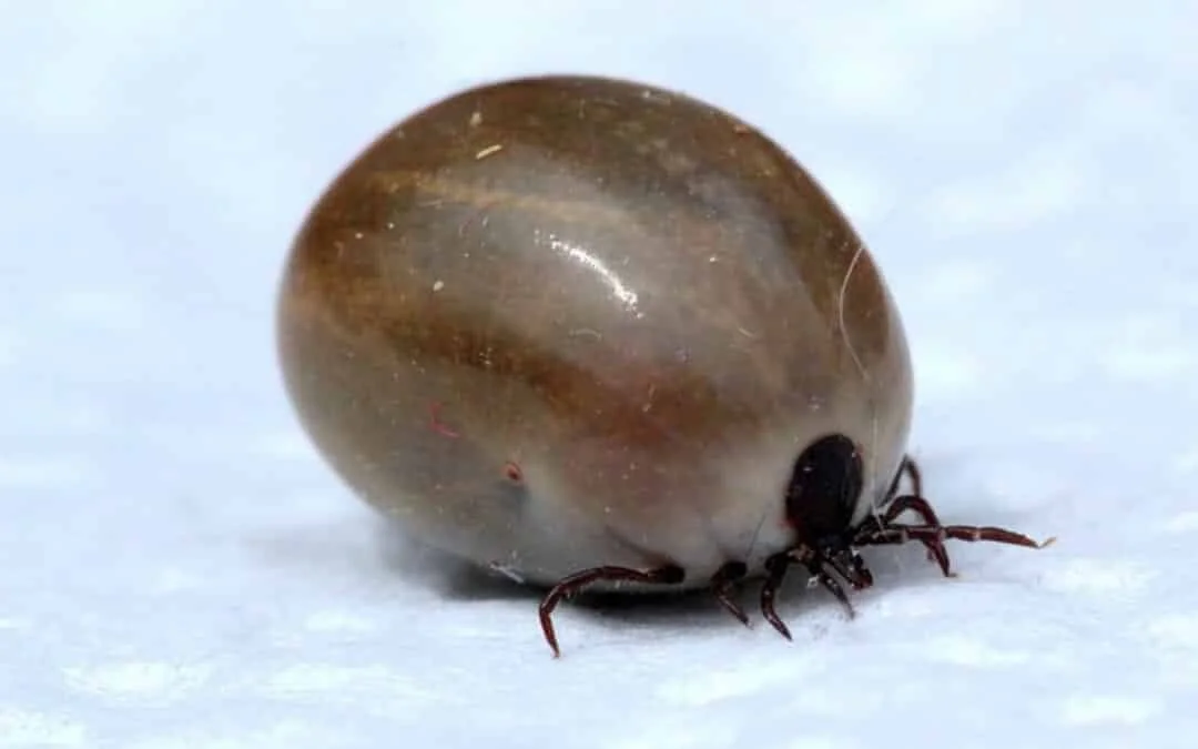 a Winter ticks