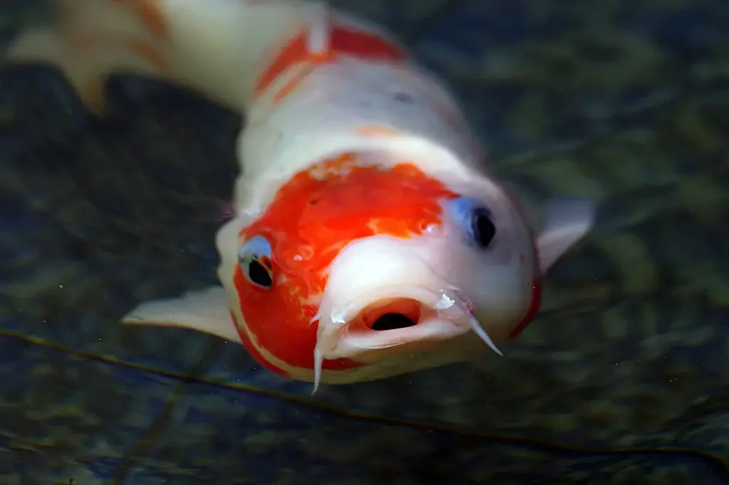 A koi fish in a pond