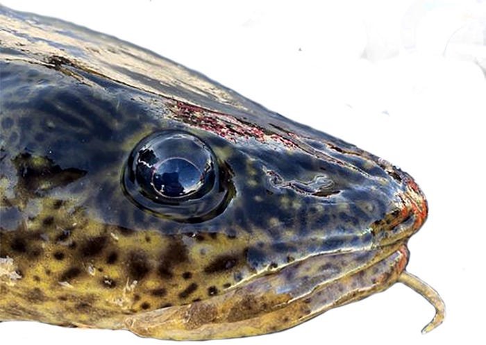A close-up of a burbot sitting on ice