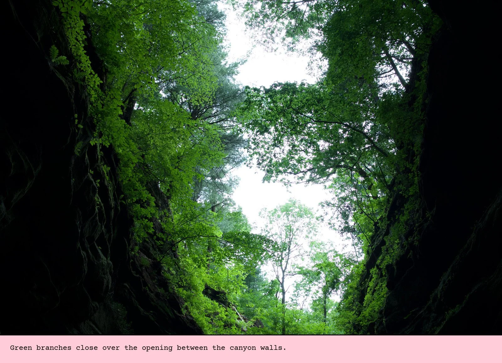 Green branches close over the opening between the canyon walls.