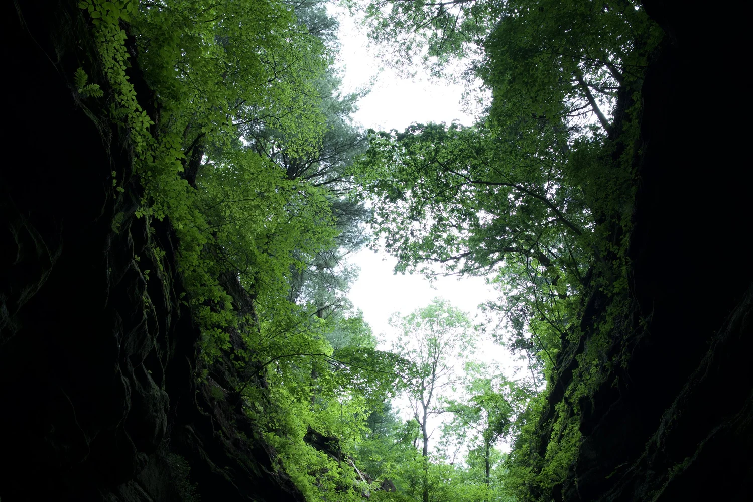 Green branches close over the opening between the canyon walls.