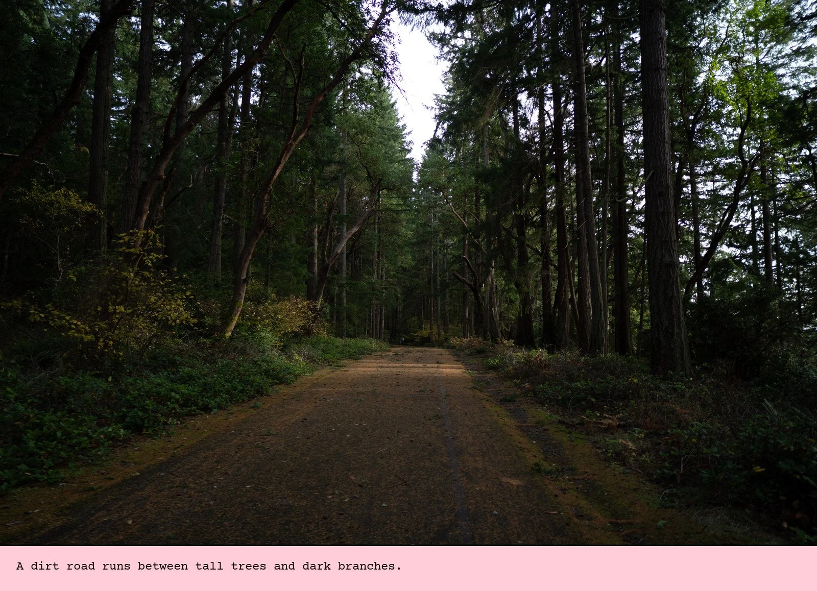 A dirt road runs between tall trees and dark branches.