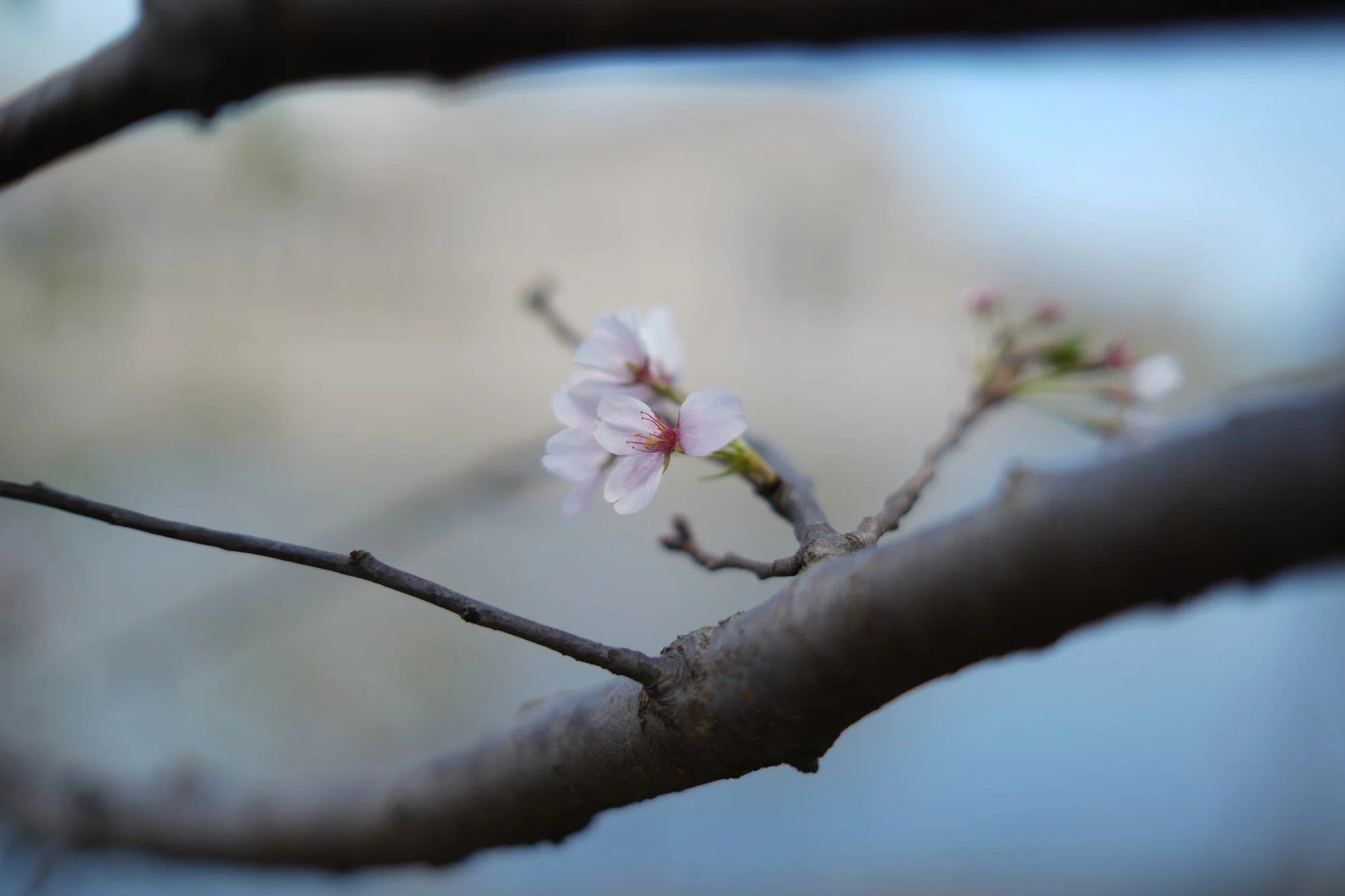 Pale pink blossoms rest on a slender branch above soft blue water.