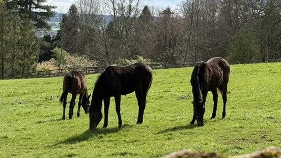 Horses grazing