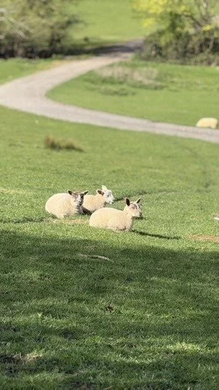 Easter lambs