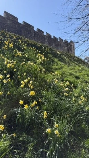 Daffodils below the city walls