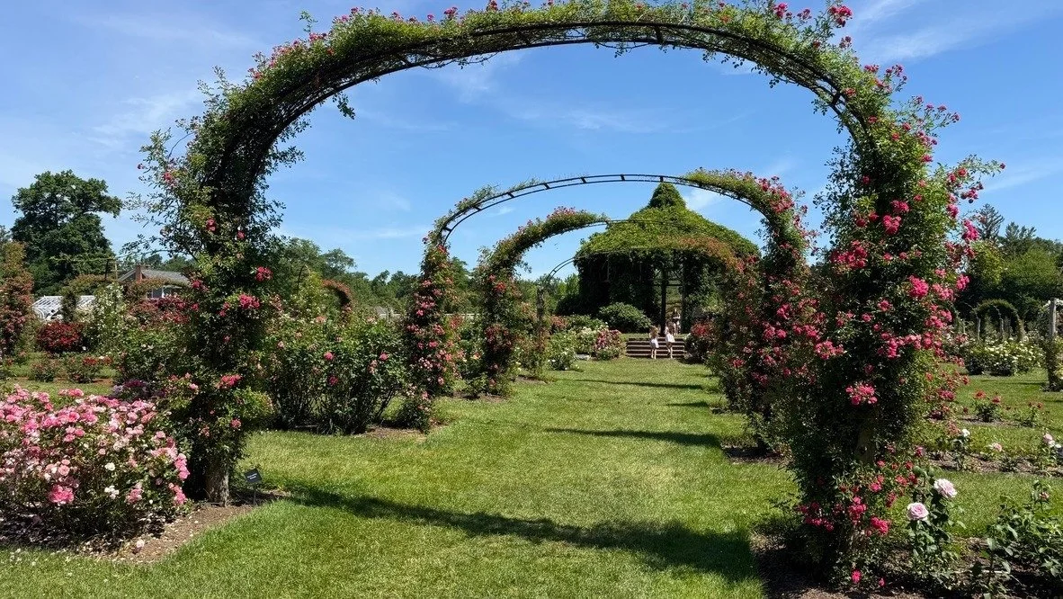 Rose-covered arches leading to the ivy-covered gazebo at Elizabeth Park.